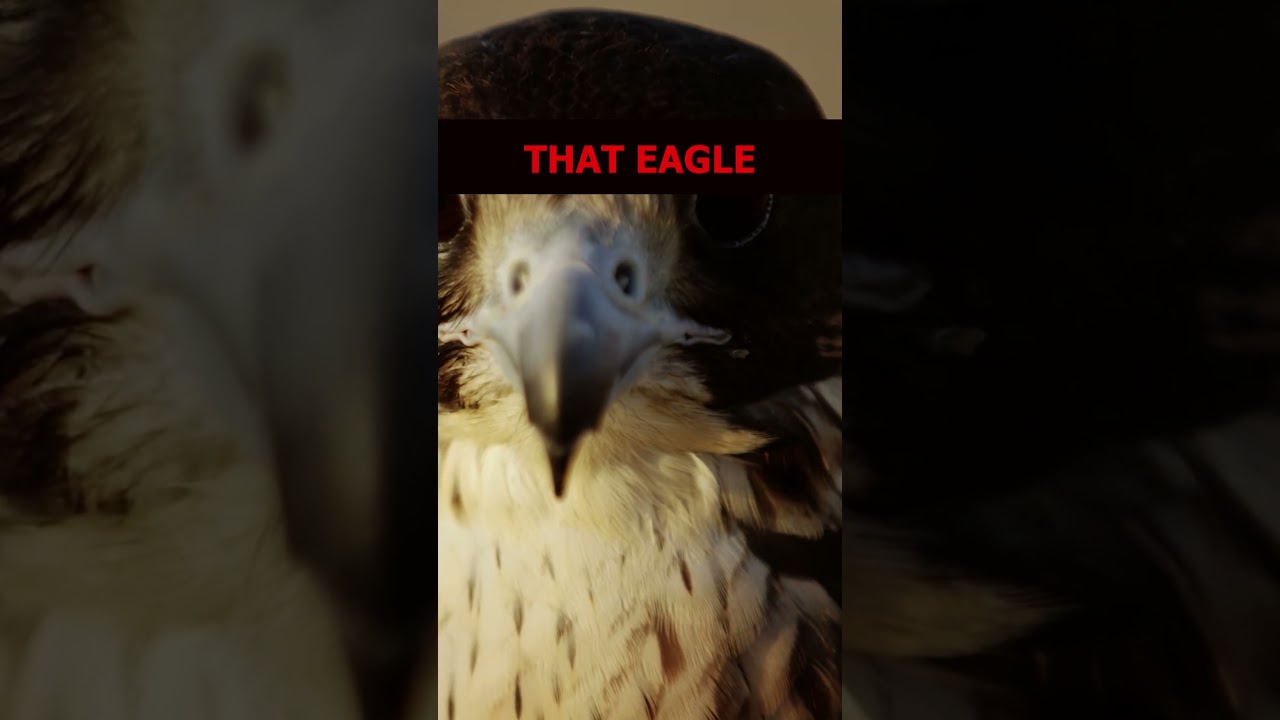 Spread your wings and soar like an eagle @EaglesBand @EagaleS Fly @EagleHomeEntertainments