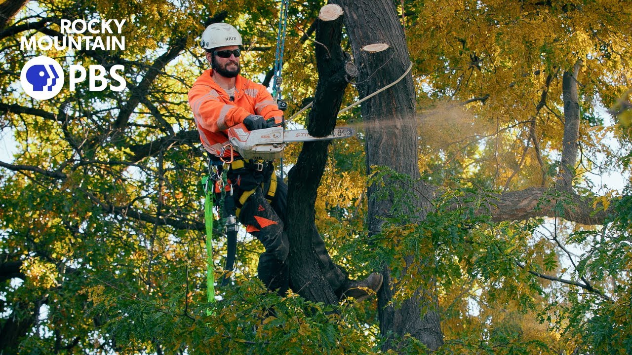 Meet the arborists who care for CU Boulder’s nearly 6,000 trees