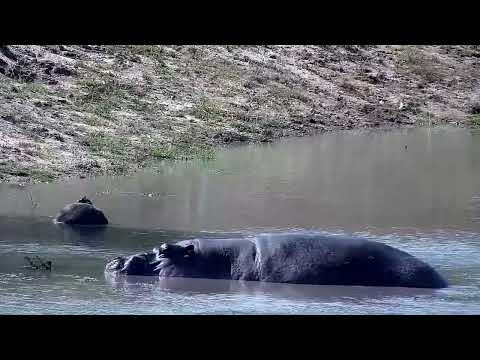 Djuma: Hippo and also Terrapin on rock - 11:32 - 05/28/2022