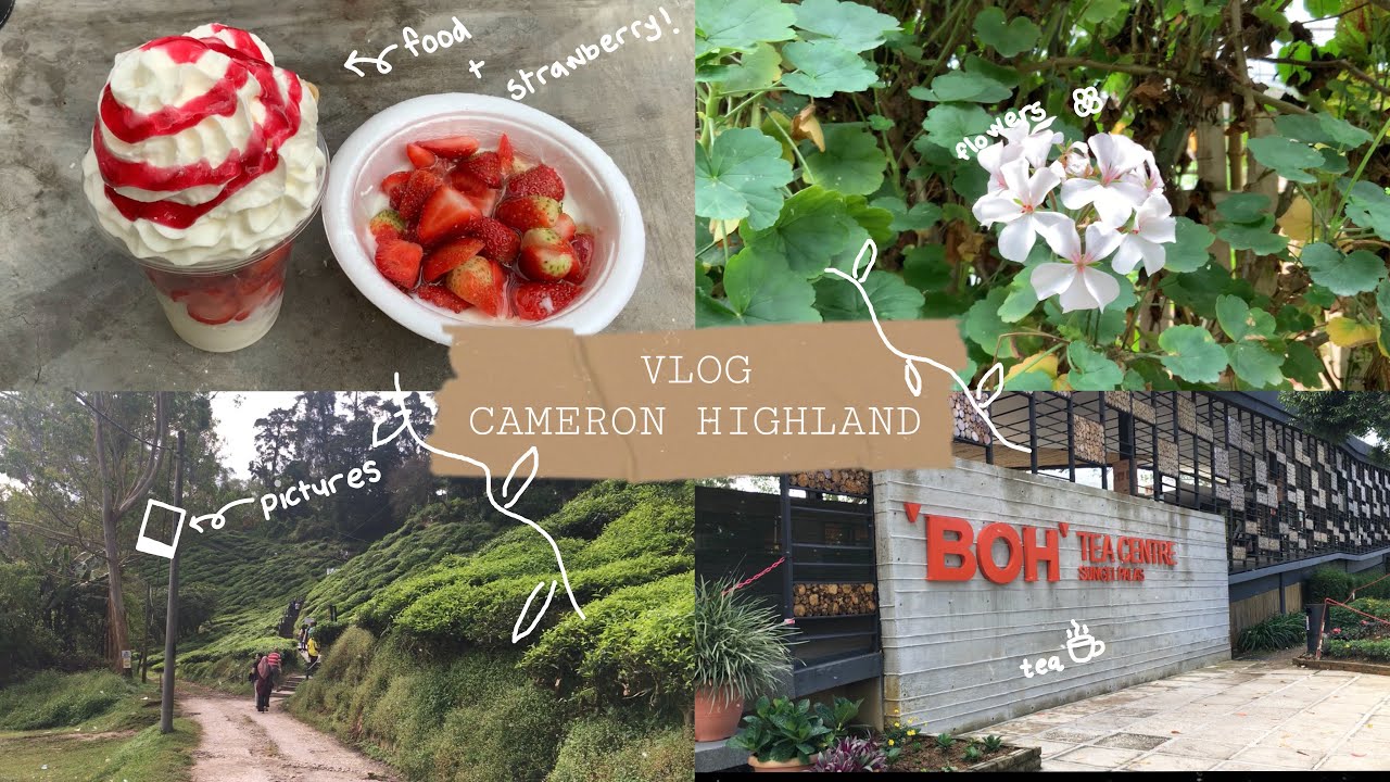 travel vlog | healing trip in cameron highlands, malaysia!