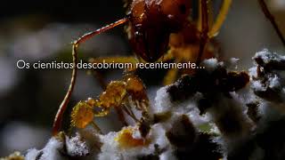 Miniatura do vídeo