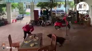 DOG Saves Homeowner from GANGSTERS in Shocking Rescue! #pet #viral #funnyvideos #cute #online