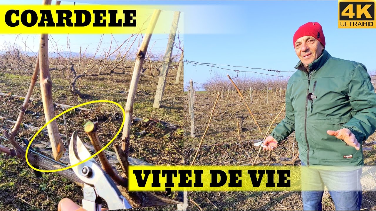 Care Sunt Coardele Roditoare la Vita de Vie si Cum se Numesc ele?🍇