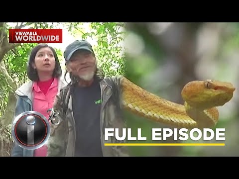 ‘Batanes Viper Trade,’ dokumentaryo ni Kara David (Full Episode) | I-Witness