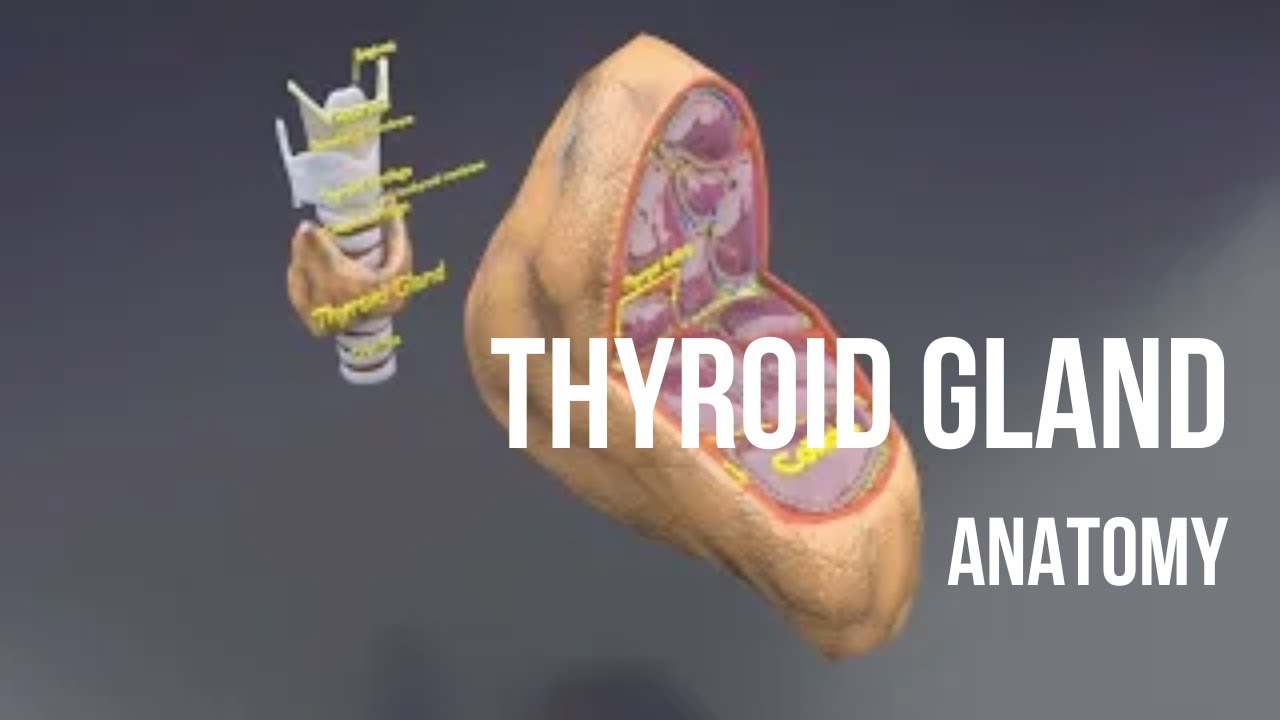 Thyroid anatomy microscopic larynx trachea 3D 3D Model