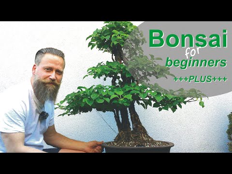 Bonsai  -Hortensie wie es weiter geht, das Update