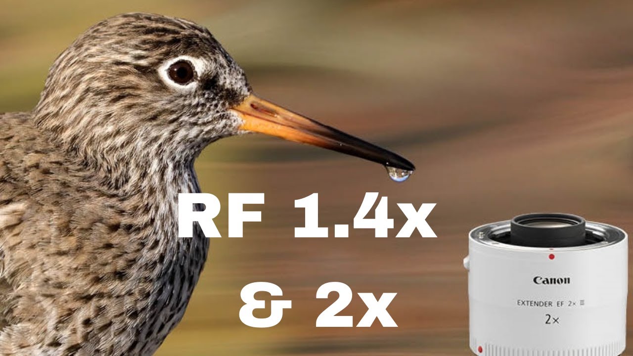 Canon RF Extenders Explained - 1.4x And 2x