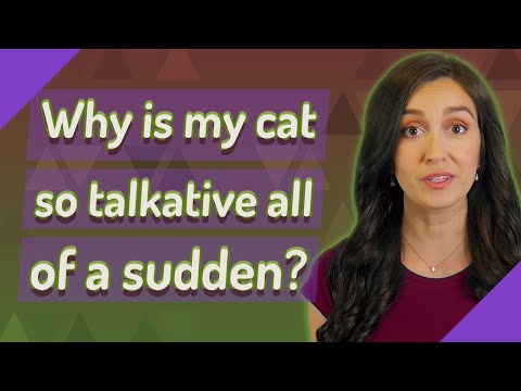Why is my cat so talkative all of a sudden?