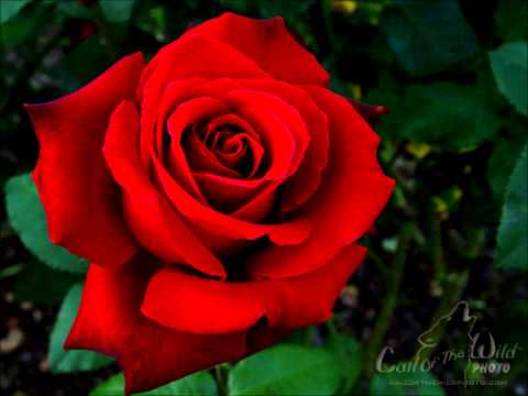 My Love is like a Red, Red Rose - Canoldir Male Choir