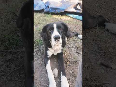 Seriedad extrema #cordoba #perros #miradacanina #casagrande