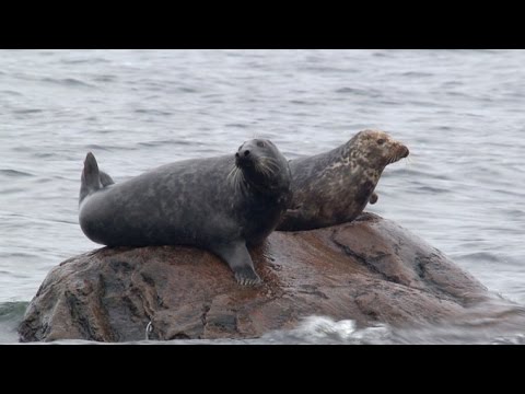 Hanseblick - Inseln im Bodden [Doku HD]