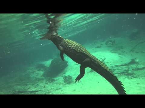 Jacaré no Rio Olho D'água - Jardim / Bonito - MS