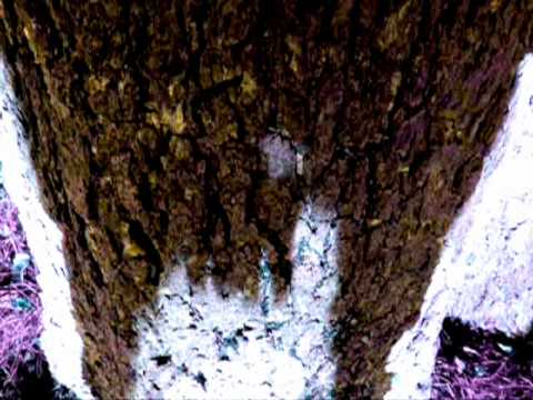 Jazz bopreport The magical meeting by Cacciatore