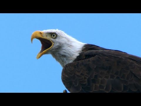 Inside Birding: Behavior