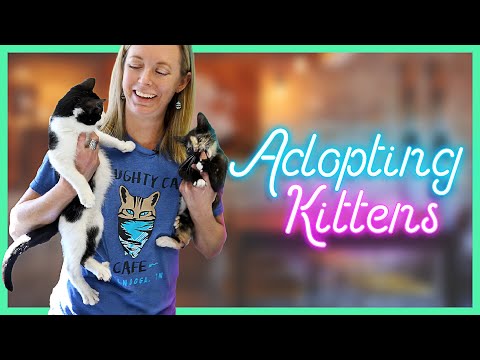 Adopting Kittens? Here's Everything You Need to Know!