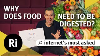 The Digestive Process Explained