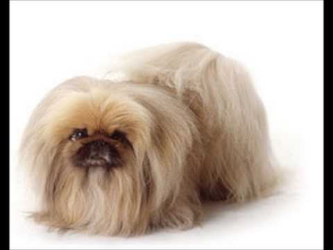 Pekingese