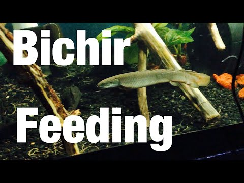 Large Bichir Eating Fish - Feeding on Guppies