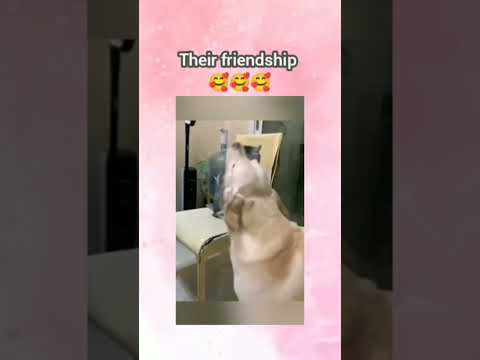 #Their friendship |  #🥰🥰🥰 |#Mehjabin Rupoma | #shorts