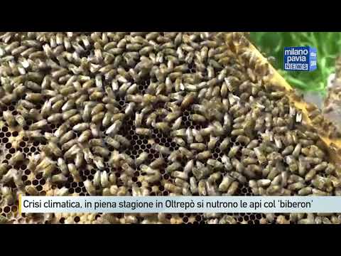 Crisi climatica, in piena stagione di raccolta in Oltrepò si nutrono le api col 'biberon'