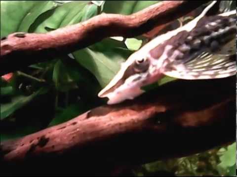 Meine Sturisoma (Goldstörwelse)