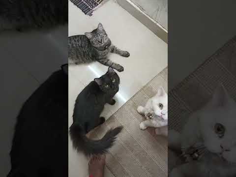 Cosmo#Bella#mimmi#today eating egg#vidio chala akalithooo unnai