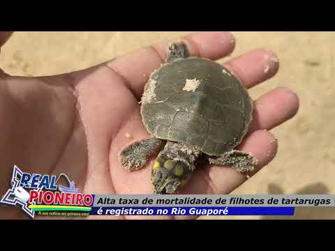QUELÔNIOS