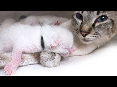 🌀Newborn Thai kittens drink mother's milk | Day 4 after birth | Thai cats | Traditional Siamese cats