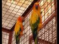 Sanconure Parrots 