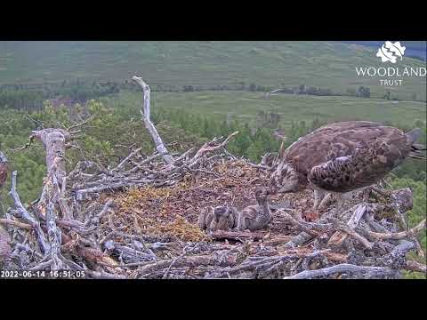 Younger Loch Arkaig Osprey chick has a really big fish supper as older has a full crop 14 Jun 2022