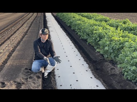 どのような種類のマルチを選択すればよいですか?さまざまなマルチの利点  庭園