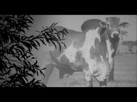 Boi Sete Ouro - Tião Carreiro e Pardinho