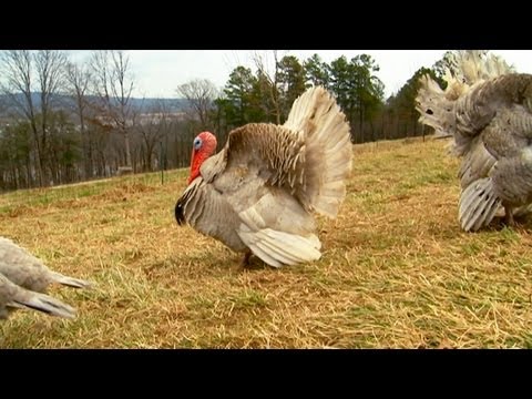 How to Make a Turkey House | Farm Raised Classics With P. Allen Smith