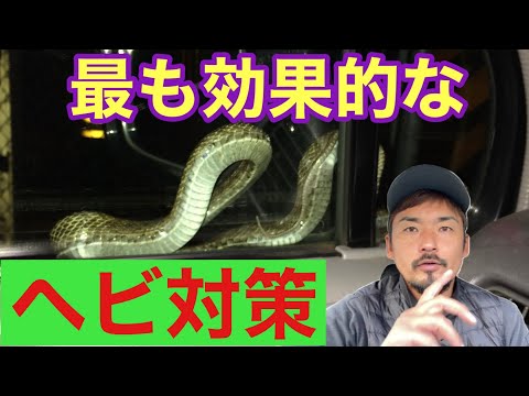 庭の家を怖がらせてヘビを撃退する植物は何ですか