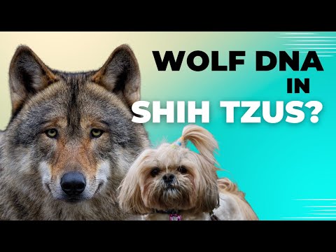 10 Amazing DNA Links Between Wolves and Shih Tzus!"
