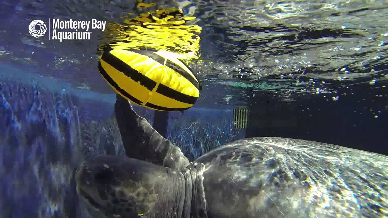 Green turtle Monterey Bay Aquarium