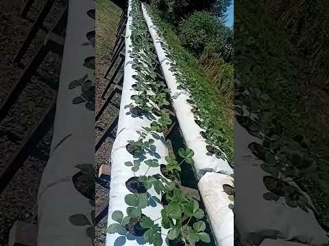 "Morango do Nordeste Pampa del Infierno Chaco