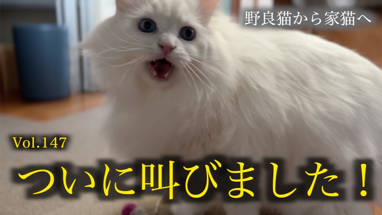 無口な猫が突然大声で訴えてきました！ My usually quiet cat suddenly started meowing loudly!