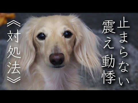 犬の震えが止まらない – 原因と解決策