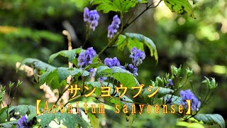 山野草・秋編＃103　サンヨウブシ（山陽附子）