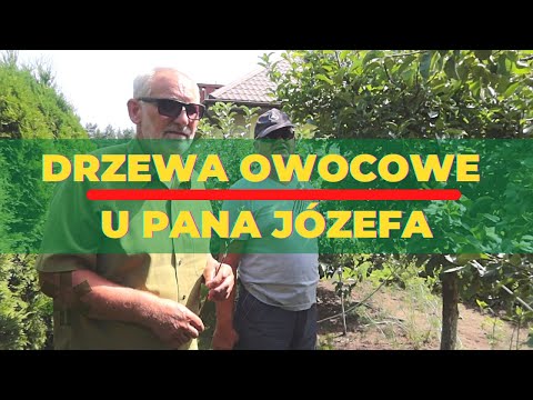 Drzewa owocowe u Pana Józefa