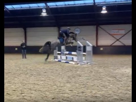 Major Cornet Gold f. Cornet Obolensky x Stakkato Gold. Just under the saddle first trainingsround