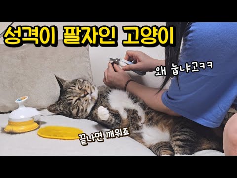 영상 없었으면 아무도 안믿었을 고양이 행동 : 집냥이 4년차, 호동이의 놀라운 변화