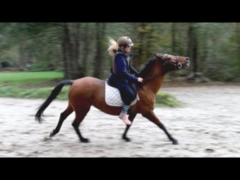 Kinderpony Arielle wieder reitbar? Teil 2 vom Fall Arielle auf Hof Eicheneck