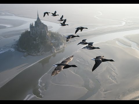 Amazing flights with birds on board of a microlight. Christian Moullec avec ses oiseaux