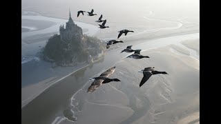 Amazing flights with birds on board of a microligh