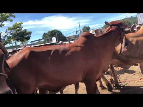 17 de Noviembre 2025 San Rafael cedro Cuscatlán 