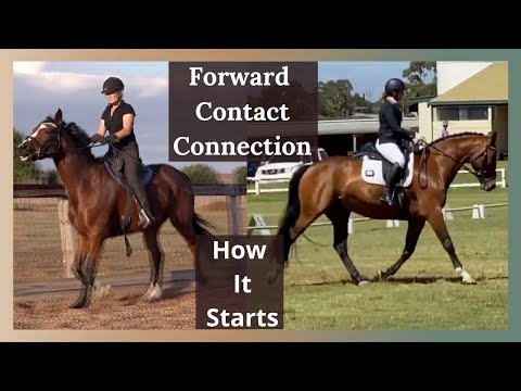 Flatwork exercises for horses - The green horse.