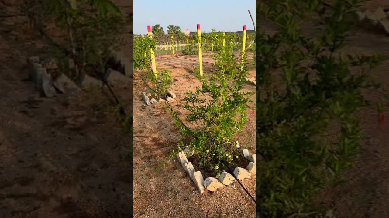 Video 1