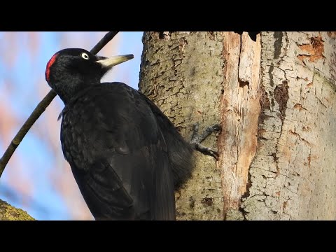 Dzięcioł czarny - głos i bębnienie / Black woodpecker - voice and drumming